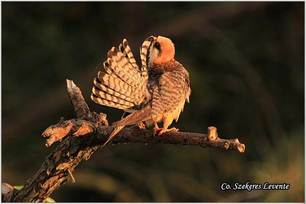 06_siva_vetruska.jpg - Siva vetruška, Falco vespertinus