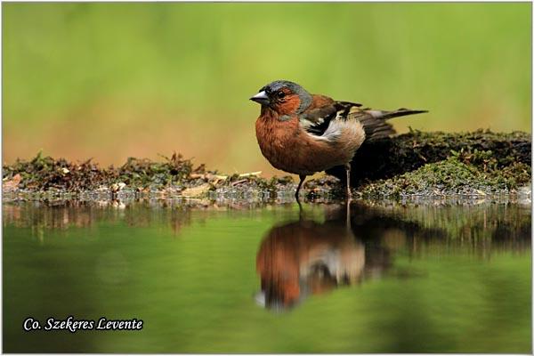 07_zeba.jpg - Zeba, Fringilla coelebs