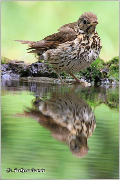 08_drozd_pevac.jpg - Drozd pevac, Turdus philomelos