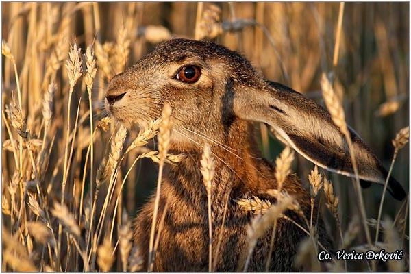 01_zec.jpg - Zec, Lepus europaeus