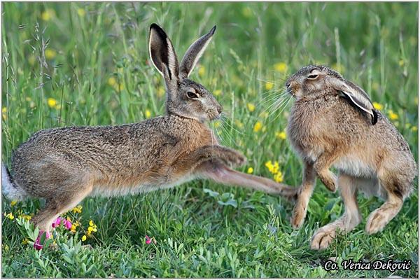 02_zec.jpg - Zec, Lepus europaeus
