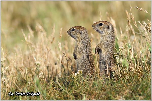 04_tekunica.jpg - Tekunica, Spermophilus citellus