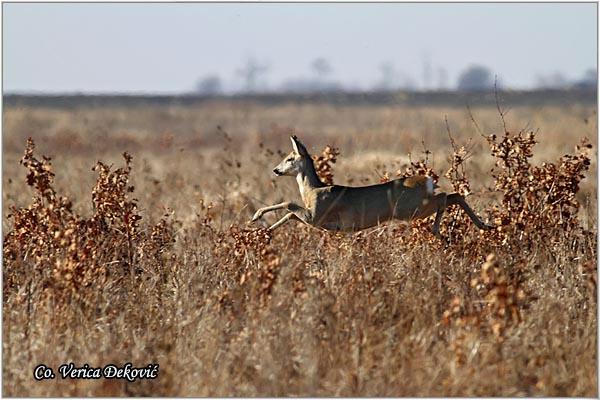 06_srna.jpg - Srna, Capreolus capreolus