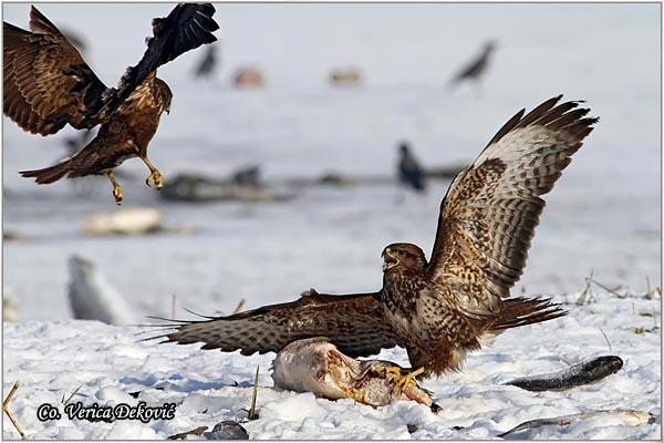 07_misari.jpg - Mišari, Buteo buteo