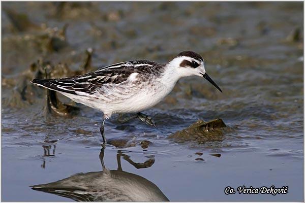 08_crvenovrata_liskonoga.jpg - Crvenovrata liskonoga, Phalaropus lobatus