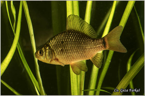 200_crucian_carp.jpg - Crucian carp, Carassius carassius, Zlatni kara Mesto - Location: Kraljevac, Serbia