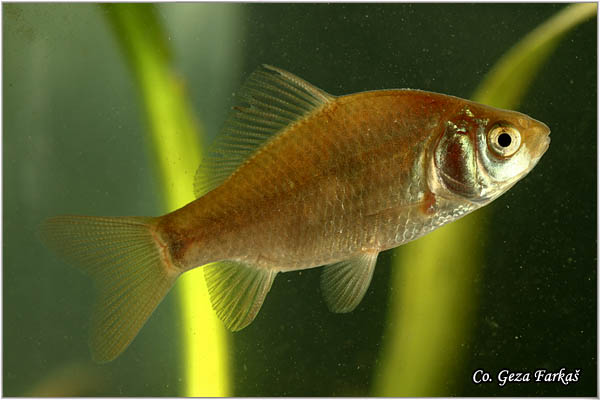 201_crucian_carp.jpg - Crucian carp, Carassius carassius, Zlatni kara Mesto - Location: Kraljevac, Serbia