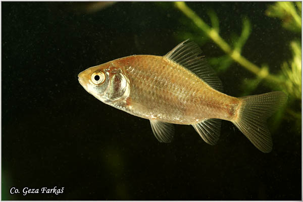 202_crucian_carp.jpg - Crucian carp, Carassius carassius, Zlatni kara Mesto - Location: Kraljevac, Serbia