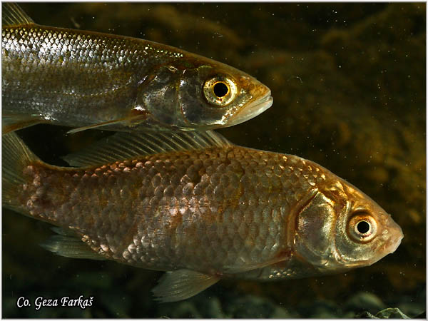 212_prussian_carp.jpg - Prussian carp, Carassius gibelio, Melez, Mesto - Location: Novi Sad, Serbia