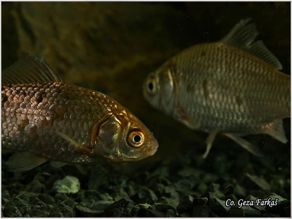 213_prussian_carp.jpg - Prussian carp, Carassius gibelio, Melez, Mesto - Location: Novi Sad, Serbia