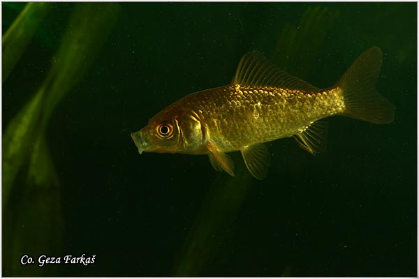 215_prussian_carp.jpg - Prussian carp, Carassius gibelio, Melez, Mesto - Location: Novi Sad, Serbia