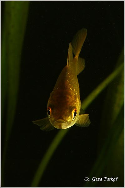 216_prussian_carp.jpg - Prussian carp; Carassius gibelio; Melez; Mesto - Location: Novi Sad; Serbia