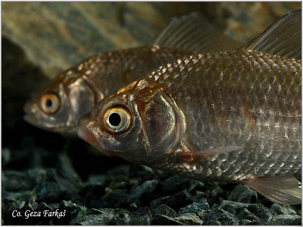 218_prussian_carp.jpg - Prussian carp, Carassius gibelio, Melez, Mesto - Location: Novi Sad, Serbia