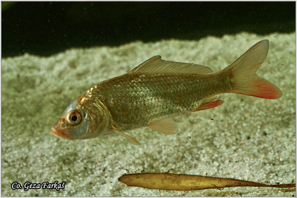 250_common_carp.jpg - Common carp, Cyprinus carpio, aran, Mesto - Location: Novi Sad, Serbia