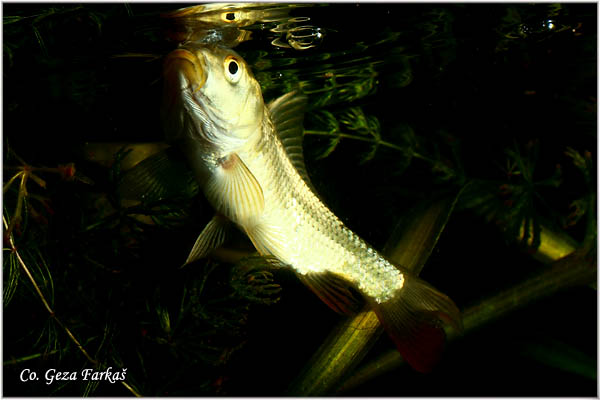 253_common_carp.jpg - Common carp, Cyprinus carpio, aran, Mesto - Location: Novi Sad, Serbia