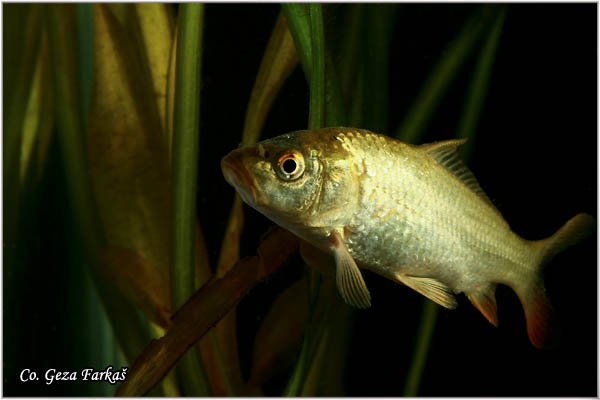 255_common_carp.jpg - Common carp, Cyprinus carpio, aran, Mesto - Location: Novi Sad, Serbia