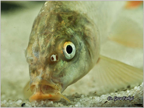 256_common_carp.jpg - Common carp, Cyprinus carpio, aran, Mesto - Location: Novi Sad, Serbia