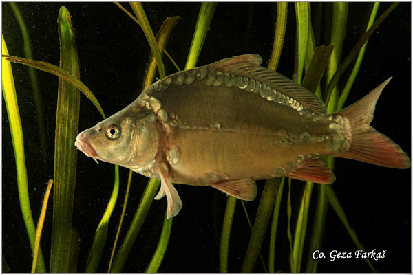 257_common_carp.jpg - Common carp, Cyprinus carpio, aran, Mesto - Location: Novi Sad, Serbia