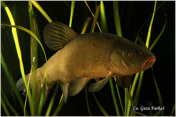 300_tench.jpg - Tench, Tinca tinca, Linjak, Mesto - Location: Novi Sad, Serbia