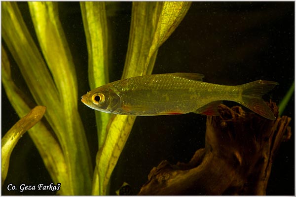 451_common_rudd.jpg - Common rudd,  Scardinius erythropthalmus, Crvenrepka, Location: Novi Sad, Serbia