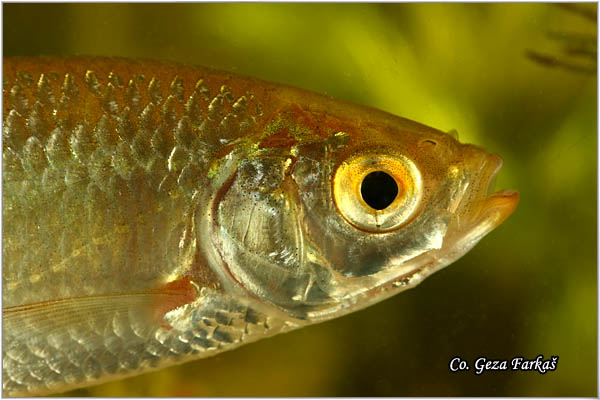 453_common_rudd.jpg - Common rudd,  Scardinius erythropthalmus, Crvenrepka, Location: Novi Sad, Serbia