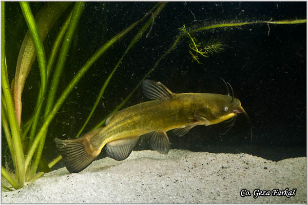 550_black_bullhead.jpg - Black Bullhead, Ictalurus melas, Americki som, Mesto - Location: Novi Sad, Serbia