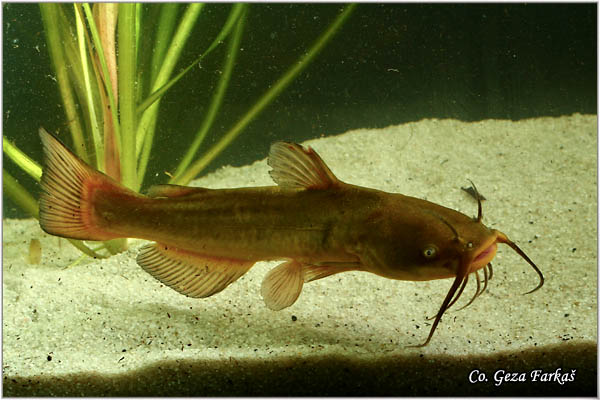 551_black_bullhead.jpg - Black Bullhead, Ictalurus melas, Americki som, Mesto - Location: Novi Sad, Serbia