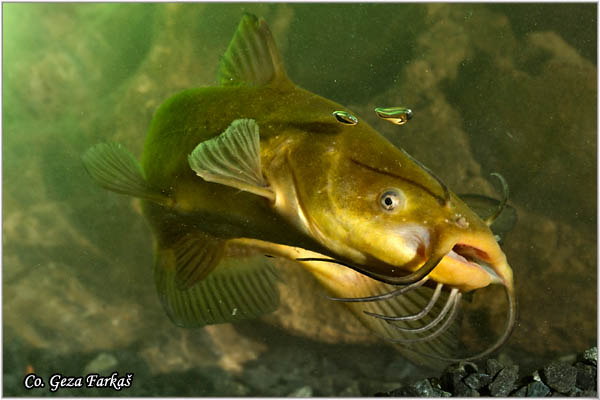 552_black_bullhead.jpg - Black Bullhead, Ictalurus melas, Americki som, Mesto - Location: Novi Sad, Serbia