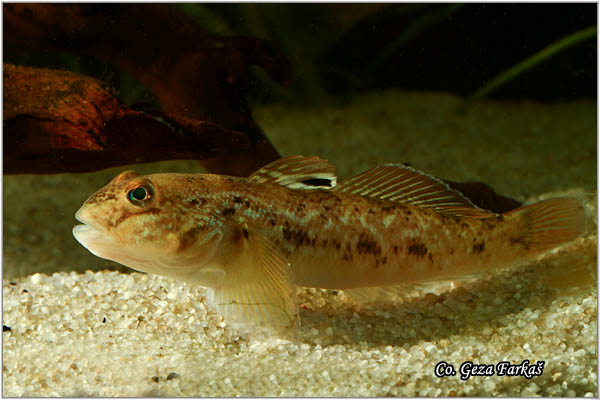 600_round_goby.jpg - Round goby, Neogobius melanostomus, GlavoÄ okruglak, Mesto - Location: river Danube