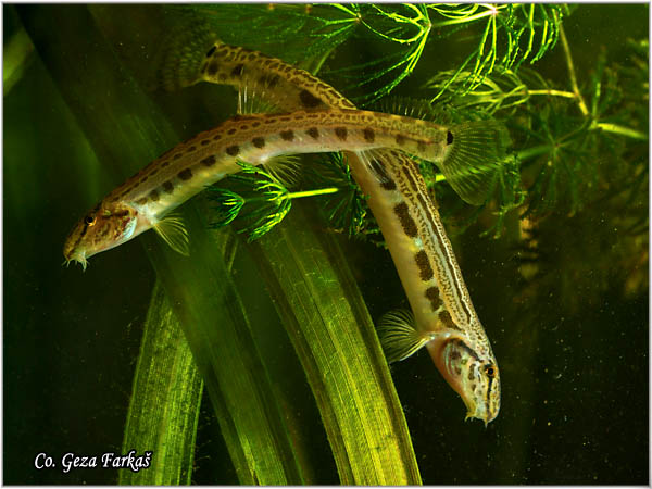 650_spined_loach.jpg - Spined loach, Cobitis taenia, Vijun ili tampajzer, Location: Novi Sad, Serbia