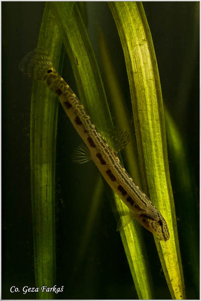 651_spined_loach.jpg - Spined loach, Cobitis taenia, Vijun ili tampajzer, Location: Novi Sad, Serbia