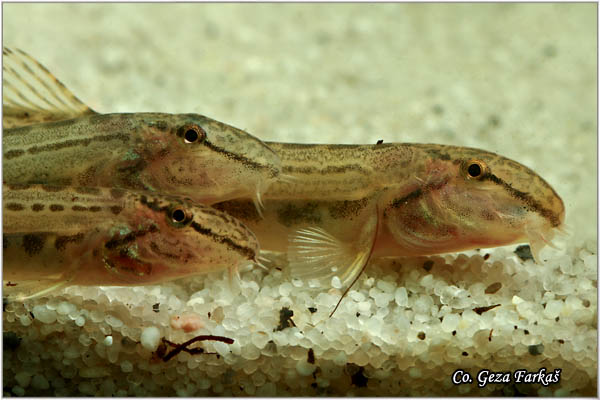 652_spined_loach.jpg - Spined loach, Cobitis taenia, Vijun ili tampajzer, Location: Novi Sad, Serbia