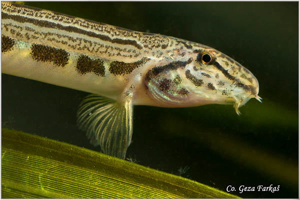 653_spined_loach.jpg - Spined loach, Cobitis taenia, Vijun ili tampajzer, Location: Novi Sad, Serbia