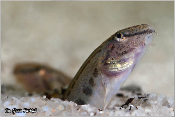 654_spined_loach.jpg - Spined loach, Cobitis taenia, Vijun ili tampajzer, Location: Novi Sad, Serbia