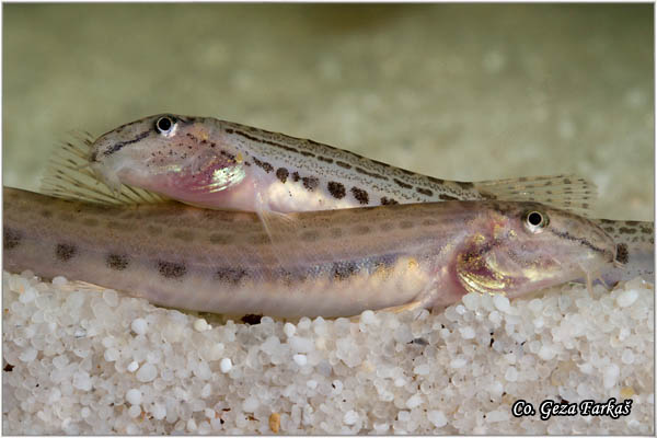 655_spined_loach.jpg - Spined loach, Cobitis taenia, Vijun ili tampajzer, Location: Novi Sad, Serbia