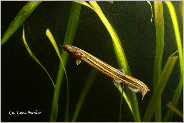 700_weatherfish..jpg - Weatherfish, Misgurnus fossilis, Cikov, Mesto - Location: Novi Sad, Serbia