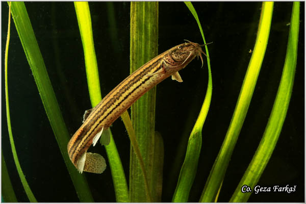 702_weatherfish..jpg - Weatherfish, Misgurnus fossilis, Cikov, Mesto - Location: Novi Sad, Serbia