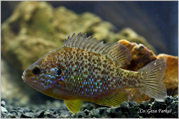 770_pumpkinseed.jpg - Pumpkinseed, Lepomis gibbosus , Suncanica, Location: Novi Sad, Serbia