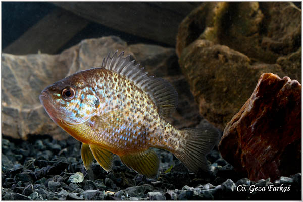 771_pumpkinseed.jpg - Pumpkinseed, Lepomis gibbosus , Suncanica, Location: Novi Sad, Serbia