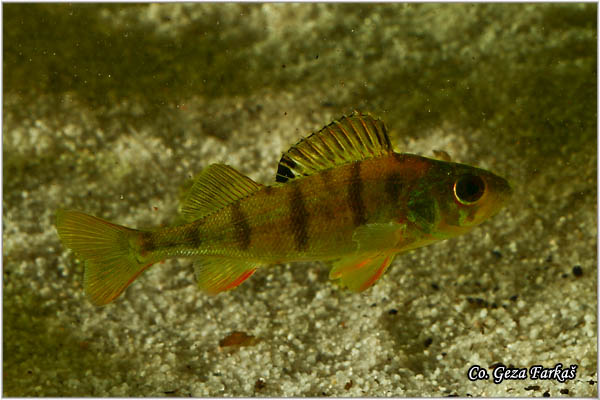 850_european_perch.jpg - European perch, Perca fluviatilis ,Bandar, Location: Novi Sad, Serbia