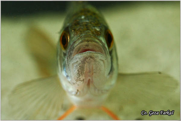 851_european_perch.jpg - European perch, Perca fluviatilis ,Bandar, Location: Novi Sad, Serbia