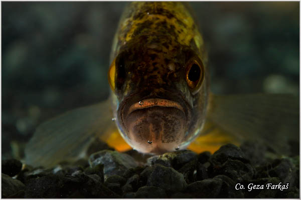 852_european_perch.jpg - European perch, Perca fluviatilis ,Bandar, Location: Novi Sad, Serbia