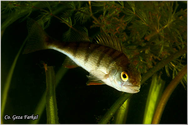 853_european_perch.jpg - European perch, Perca fluviatilis ,Bandar, Location: Novi Sad, Serbia