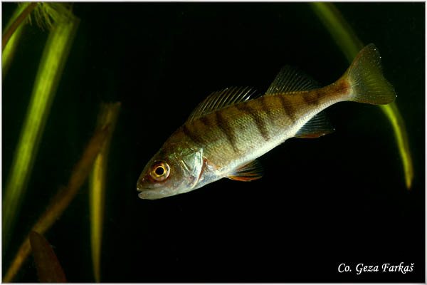 854_european_perch.jpg - European perch, Perca fluviatilis ,Bandar, Location: Novi Sad, Serbia