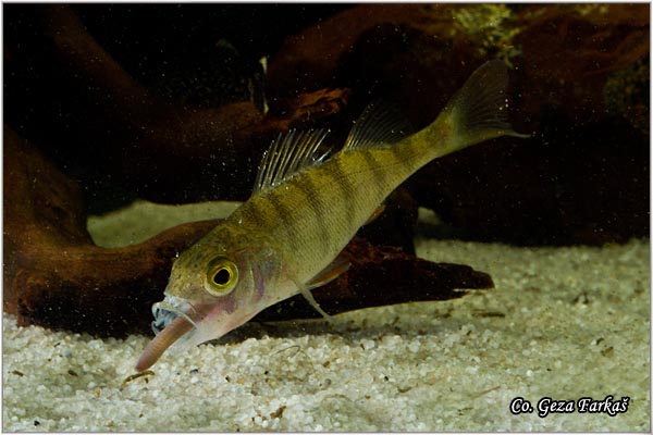 855_european_perch.jpg - European perch, Perca fluviatilis ,Bandar, Location: Novi Sad, Serbia