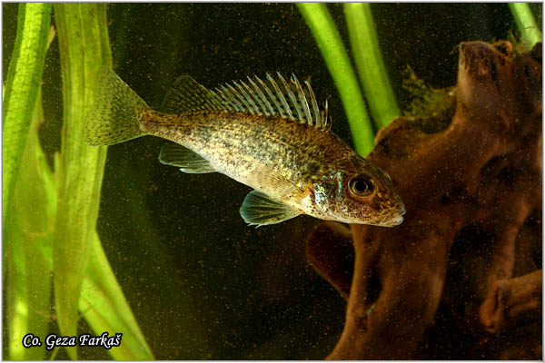 870_ruffe.jpg - Ruffe, Gymnocephalus cernuus,  Balavac, Mesto - Location: river Danube