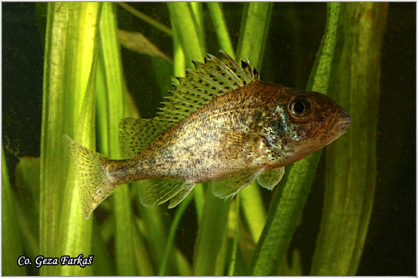 871_ruffe.jpg - Ruffe, Gymnocephalus cernuus,  Balavac, Mesto - Location: river Danube