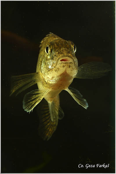 872_ruffe.jpg - Ruffe, Gymnocephalus cernuus,  Balavac, Mesto - Location: river Danube