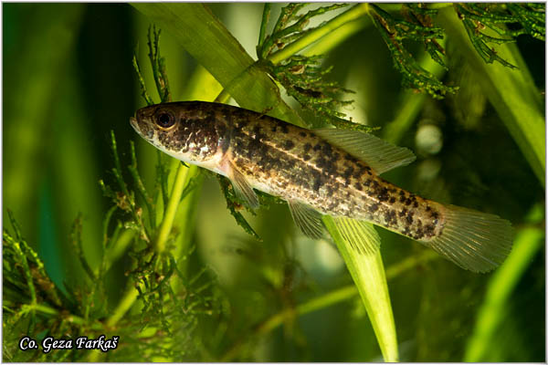 900_european_mudminnow.jpg - European mudminnow, Umbra krameri, Umbra - mrguda Mesto - Location: Kraljevac, Serbia