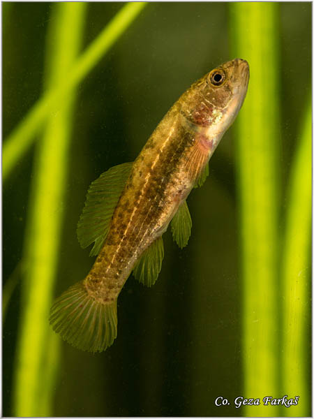 901_european_mudminnow.jpg - European mudminnow, Umbra krameri, Umbra - mrguda Mesto - Location: Kraljevac, Serbia